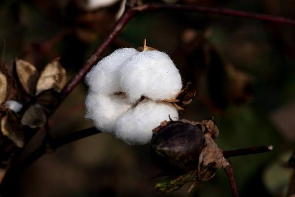 浙大15号棉花品种的特性，全生育期119.9天