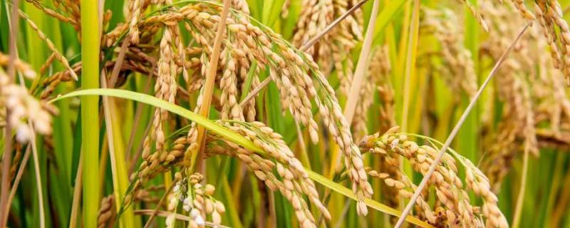 当育粳1608水稻品种的特性，全生育期为149.2天