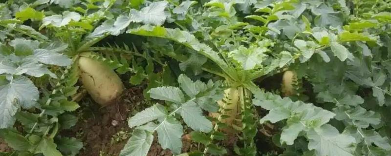 萝卜硼肥施用要素，可作基肥、拌种或叶面喷施