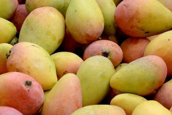 我国哪些地方产的芒果好吃，各地所产的芒果品种不一