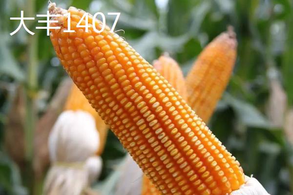 适合山西地区种植的高产玉米品种，推荐这6款