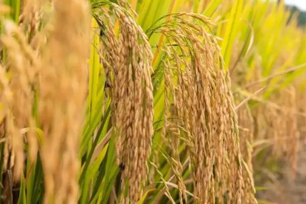 特香占水稻品种简介，亩秧田播种量10-15千克