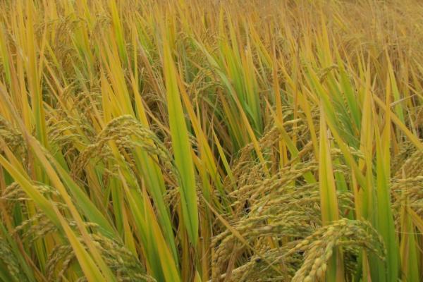 扬籼优977水稻种简介，中籼三系杂交水稻品种
