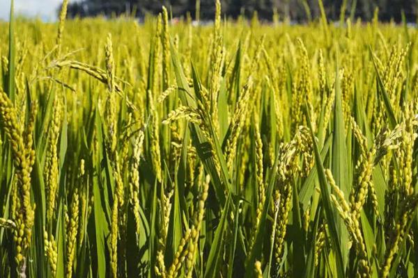 星两优137水稻品种的特性，中籼两系杂交水稻品种