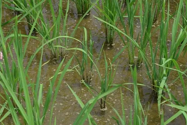 星两优137水稻品种的特性，中籼两系杂交水稻品种