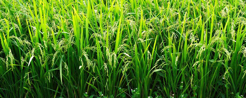 两优1702水稻种子介绍，注意对稻曲病进行防治