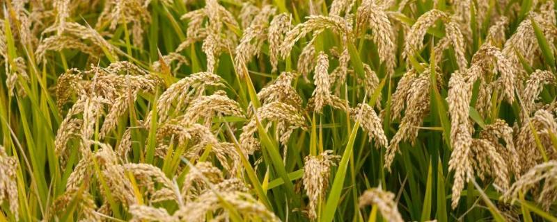 中籼138水稻品种简介，全生育期129.6天