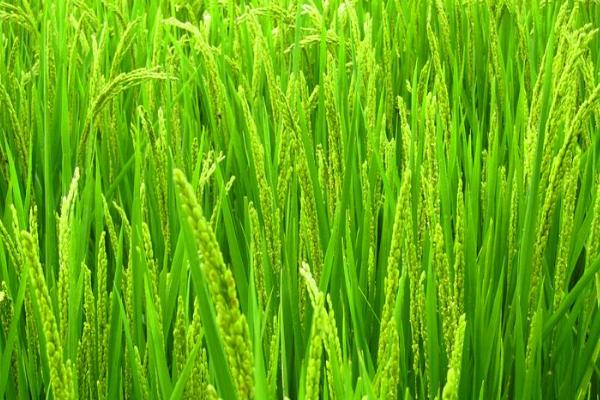中籼138水稻品种简介，全生育期129.6天