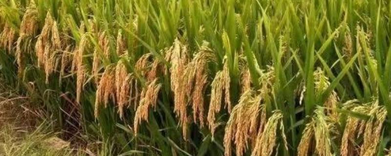 福元A水稻种子特征特性，两期父本相隔7天播种