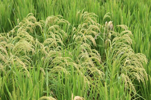 思源A水稻品种的特性，两期父本相隔5天播种