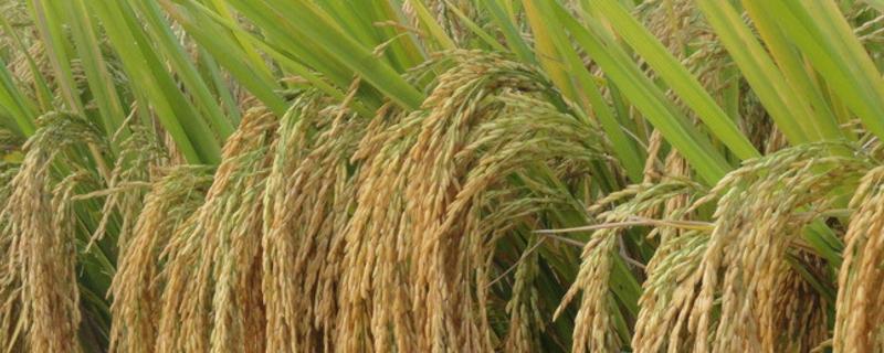 金杭A水稻种子简介，在福建龙海3月上旬播种
