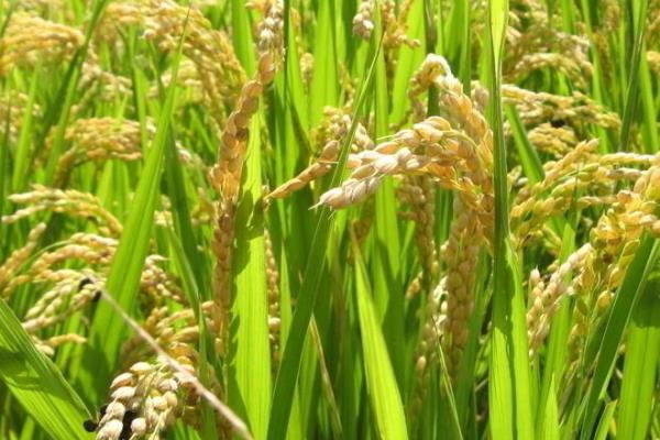 思源A水稻品种的特性，两期父本相隔5天播种
