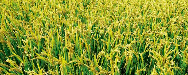红17S水稻种简介，生育期比广占63S长3～5天