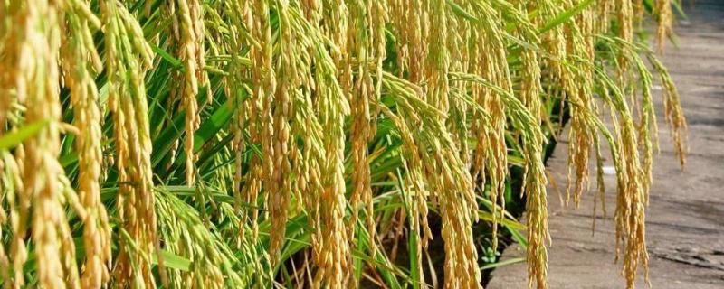 荣华S水稻种子特征特性，生育期比Y58S长5～8天
