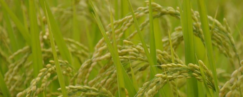 明太优1831水稻品种简介，每亩有效穗数18.0万