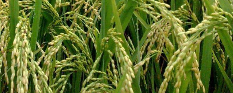 茂香优2165水稻种简介，一般6月中旬左右播种