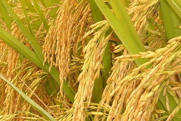 金杭优185水稻品种简介，每亩有效穗数18.1万