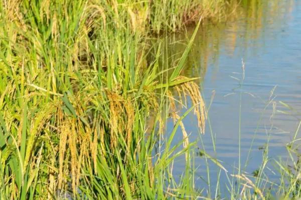 川种优3560水稻种简介，每亩插足基本苗5万以上