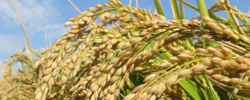 神9优明占水稻种子特征特性，秧田播种量每亩10千克