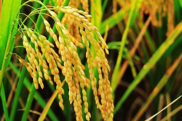 野香优203水稻品种的特性，全生育期122.6天