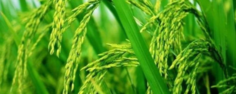宛两优2165水稻品种简介，每亩插足基本苗6万以上