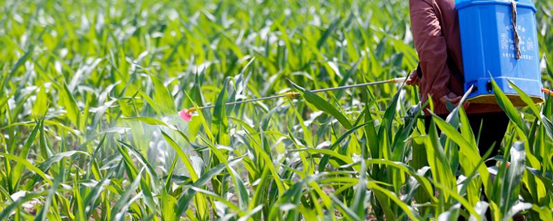 夏玉米苗后除草剂有几种，包括三氮苯类、磺酰脲类和灭生性除草剂等