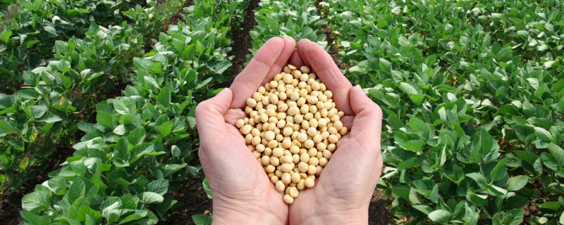 嘉黄31大豆种子特点，密度1.7-2.5万株/亩
