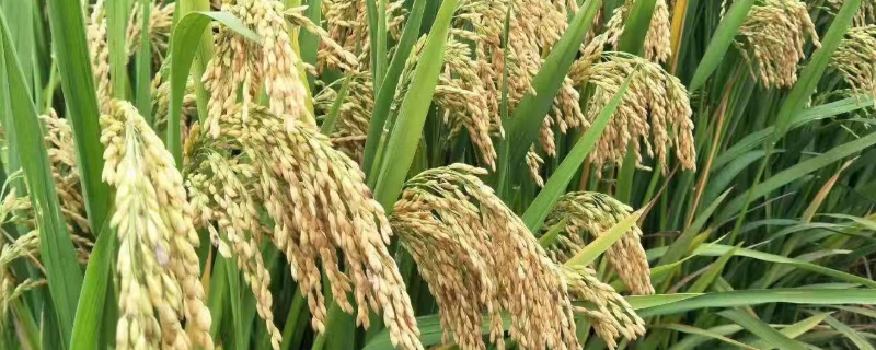 乾两优19香水稻品种的特性，该品种株型紧凑