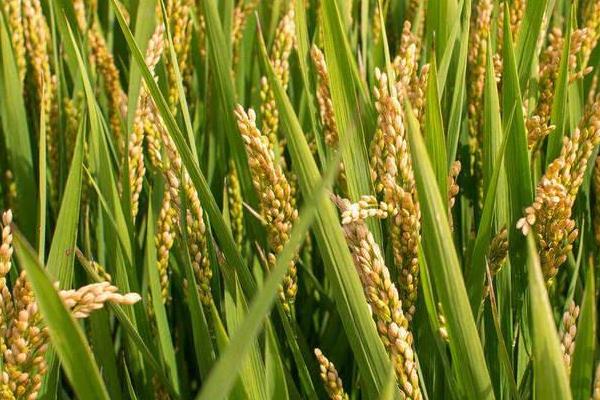 乾两优19香水稻品种的特性，该品种株型紧凑