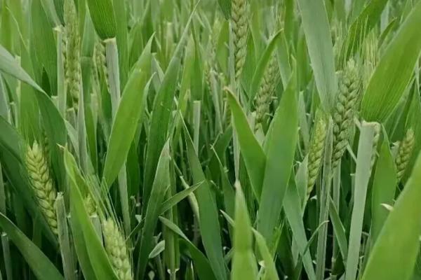 禾麦31小麦品种简介，每亩适宜基本苗14～22万