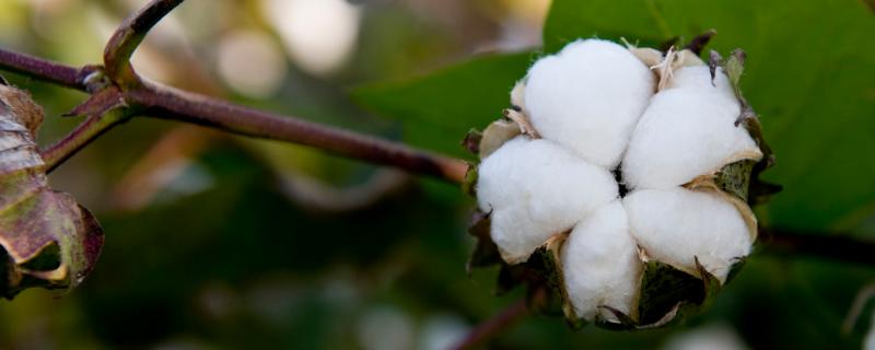 中棉所EM1704棉花种子特点，及时防治棉花害虫