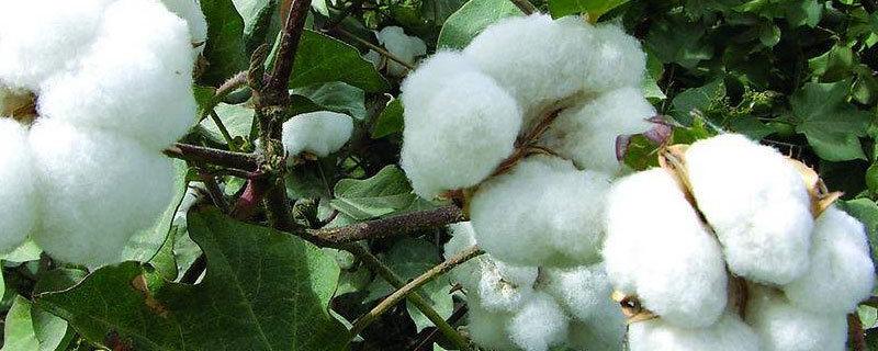 中棉5014棉花品种的特性，生育期111天