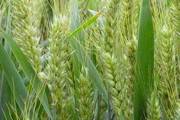 周麦44号小麦种子特征特性，半冬性品种