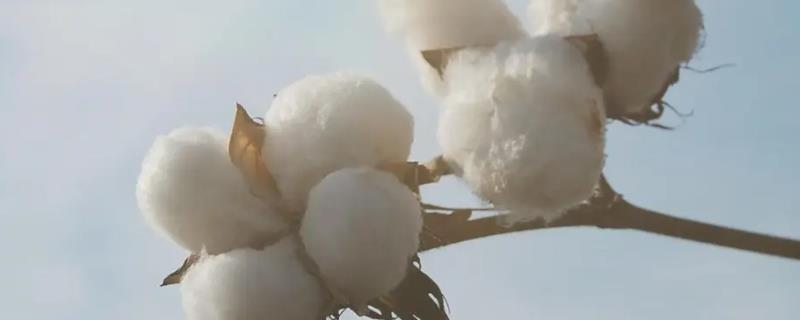 冀杂269棉花种简介，转单价抗虫基因杂交春棉品种