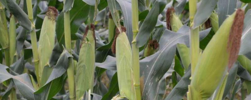 贵卓玉7号(区试名称：ZH2021)玉米种子特点，生育期128.6天