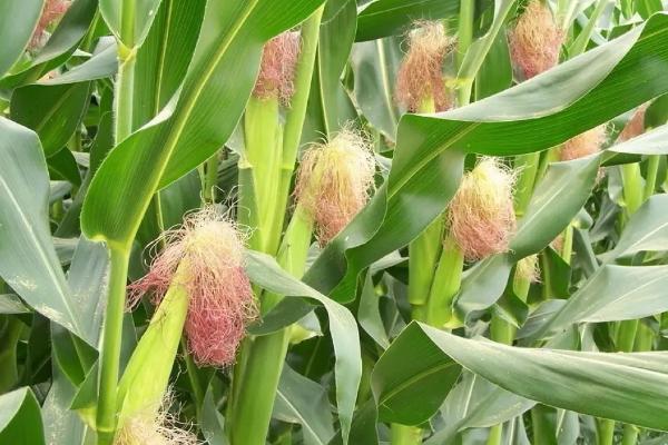 新中玉5号玉米品种的特性，生育期125.5天