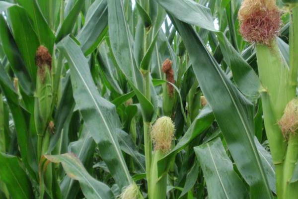 惠农单4号玉米种子特点，苗期防治地老虎