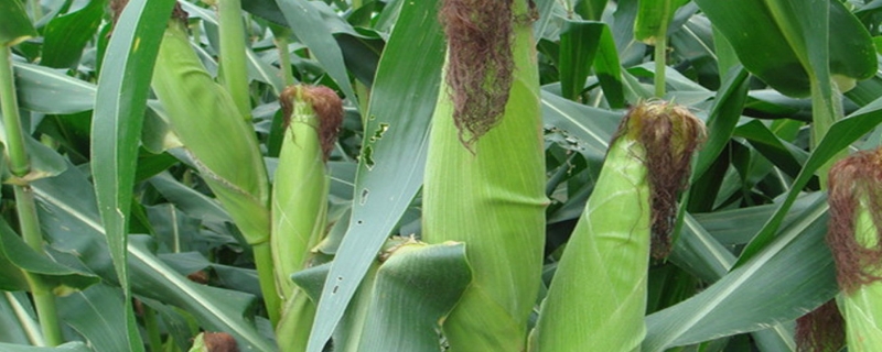 毕青111(区试名称：毕成青贮111)玉米种子特征特性，生育期108天