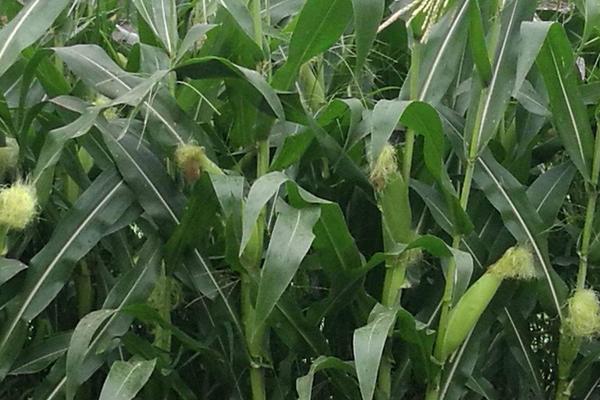 金禾102玉米种子简介，每亩施尿素15千克