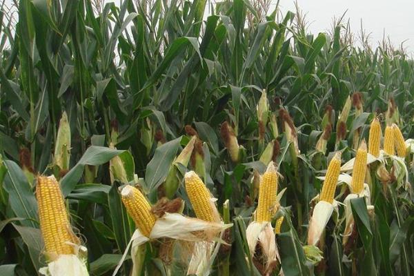 金禾102玉米种子简介，每亩施尿素15千克