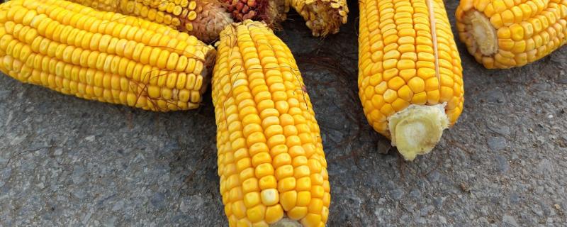 宇白单188玉米品种简介，一般在3月底至4月播种