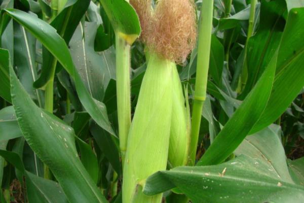 仲甜16号玉米种子介绍，4月中旬播种