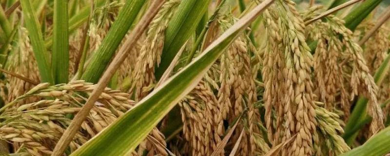 顺两优黑占(区试名称：香两优黑占)水稻种子介绍，播种量1千克/亩