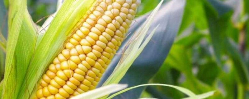 圣甜艾菲玉米种子特点，基肥应每亩施3000千克