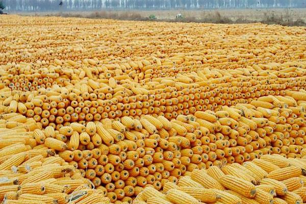 白玉香糯三号玉米种子特点，拔节前期每亩追施氮肥15千克