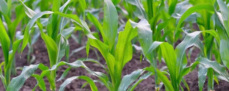 金苹果双色7号玉米品种的特性，4月中下旬播种