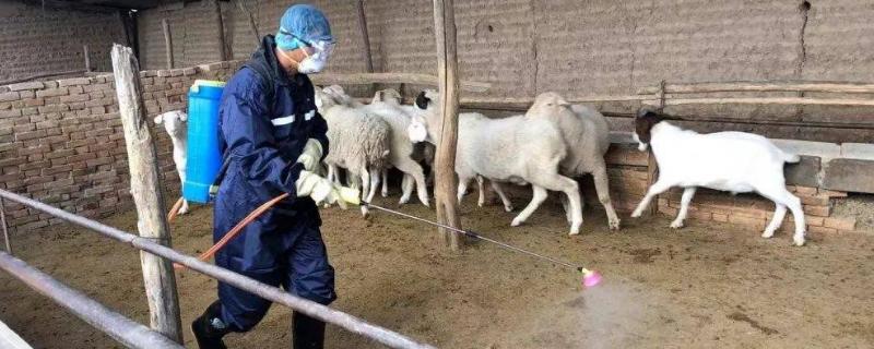 羊养殖场消毒技术，消毒的时候要做到消毒水的即配即用