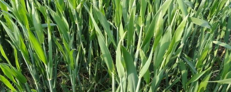 昌麦22小麦种子介绍，每亩适宜基本苗18～22万