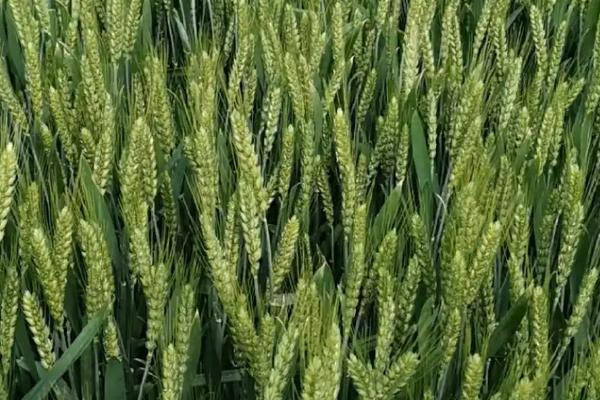 昌麦22小麦种子介绍，每亩适宜基本苗18～22万