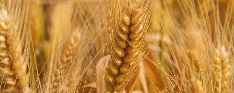 海纳麦69小麦种子简介，半冬性品种
